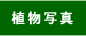 �A���ʐ^
