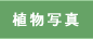 �A���ʐ^